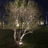 36W照樹(shù)投光燈效果圖