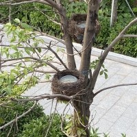 LED鳥窩照樹燈案例